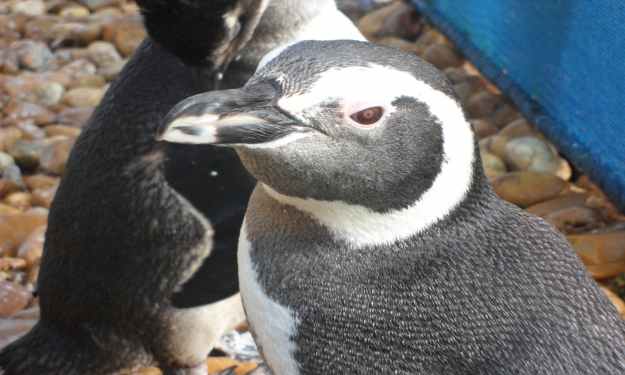 Pinguim: de volta para casa - seja o mar ou a Antártica
